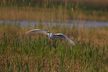 Image showing Great egret