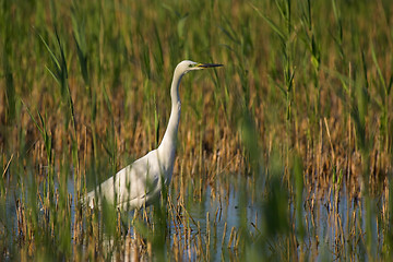 Image showing Great egret