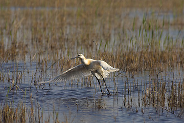 Image showing Spoonbill