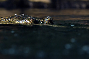 Image showing Gharial