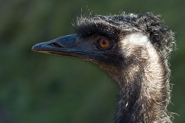 Image showing Emu