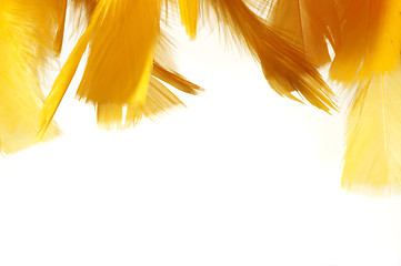 Image showing Orange feathers. Easter