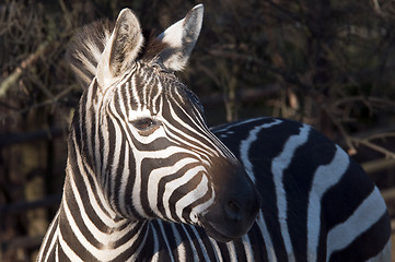 Image showing Zebra