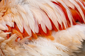 Image showing Feathers of a bird