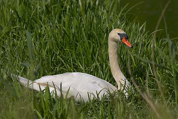 Image showing Swan