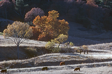 Image showing Cattle