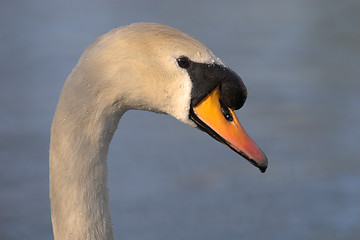 Image showing Swan