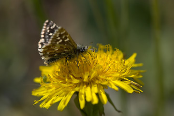 Image showing Butterfly