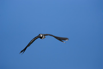 Image showing Flying lapwing