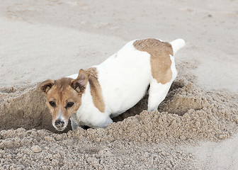 Image showing Jack Russell terrier digs hole in sand
