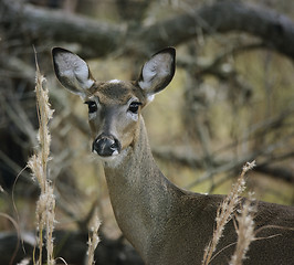 Image showing White-Tailed Deer 