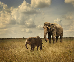 Image showing Elephants