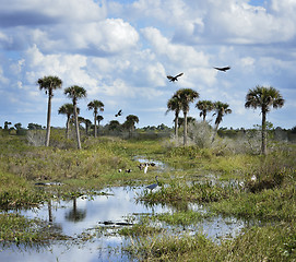 Image showing Florida Wetlands Scenic View