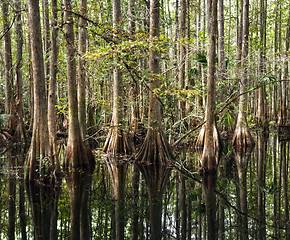 Image showing Bald Cypress Trees