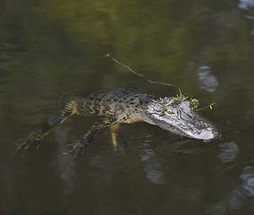 Image showing Young American Alligator