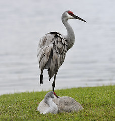 Image showing Sandhill Cranes