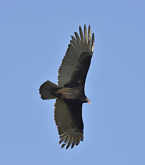 Image showing Turkey Vulture