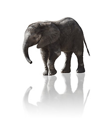 Image showing Isolated Baby Elephant 