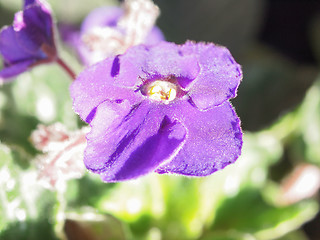 Image showing Viola violet flower