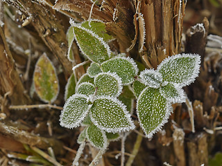 Image showing Rime covered leafs