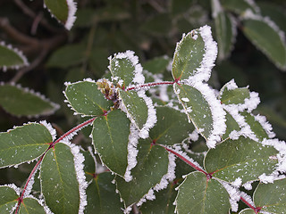 Image showing Rime covered leafs