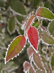 Image showing Rime covered leafs