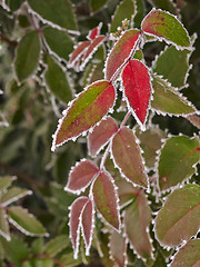 Image showing Rime covered leafs