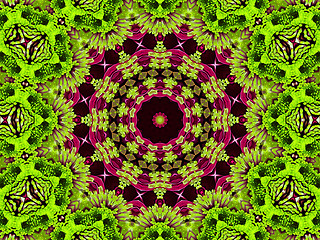 Image showing Chrysanthemum natural pattern