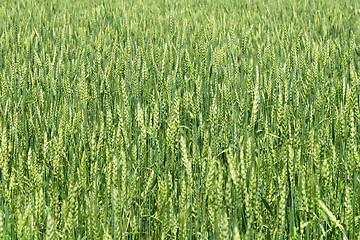 Image showing Green wheat ears