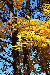 Image showing Autumn maple