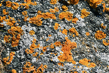 Image showing Lichen