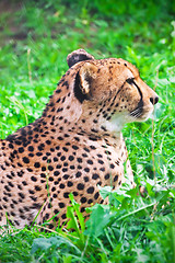 Image showing Cheetah