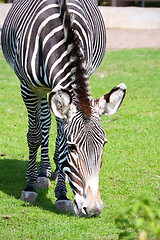 Image showing Zebra