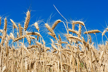 Image showing Wheat field