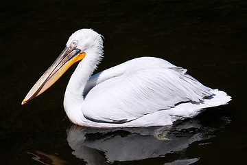 Image showing Pelican