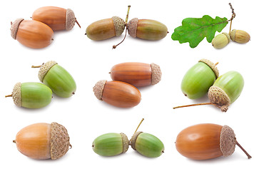 Image showing Acorns