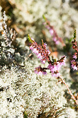 Image showing Lichen