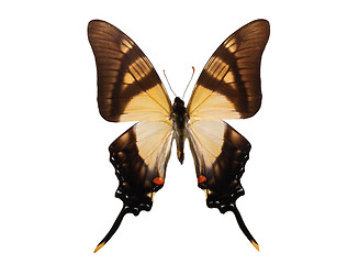 Image showing Butterfly Eurytides serville