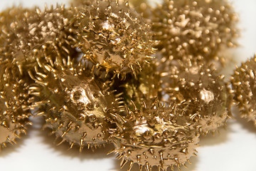 Image showing golden prickly cucumber fruits