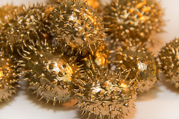 Image showing golden prickly cucumber fruits