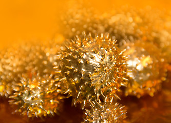 Image showing golden prickly cucumber fruits