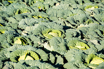 Image showing cabbage on a field