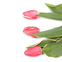 Image showing tulips  isolated on white background