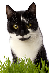 Image showing cat in grass isolated on white background