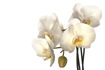 Image showing orchid