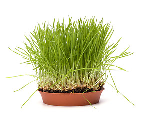 Image showing grass isolated on white background