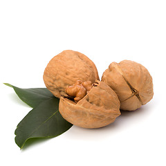 Image showing  walnut 