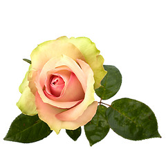 Image showing Beautiful rose   isolated on white background 