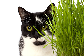 Image showing cat in grass isolated on white background