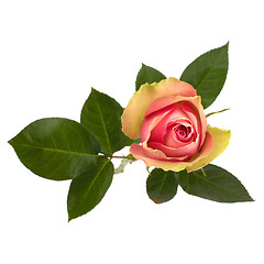 Image showing Beautiful rose   isolated on white background 